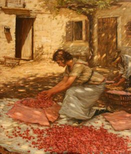 Verpackung Kirschen in der Provence, Frankreich Verpackung Kirschen in der Provence, Frankreich
