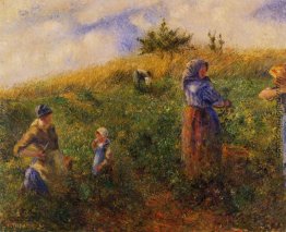 Picking Peas Picking Peas