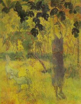 Mann-Sammeln-Frucht von einem Baum Mann-Sammeln-Frucht von einem Baum