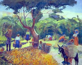 Sammeln Pfirsiche in der Kolchose in Armenien Sammeln Pfirsiche in der Kolchose in Armenien