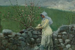 Pfirsich-Blüten Pfirsich-Blüten