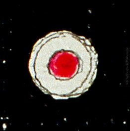 Micro-Gemälde Micro-Gemälde
