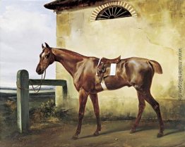 Ein Saddled Rennpferd an einen Zaun gebunden Ein Saddled Rennpferd an einen Zaun gebunden