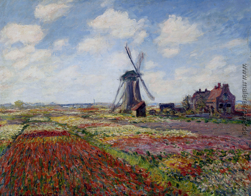 Fields of Tulip With The Rijnsburg Windmühle