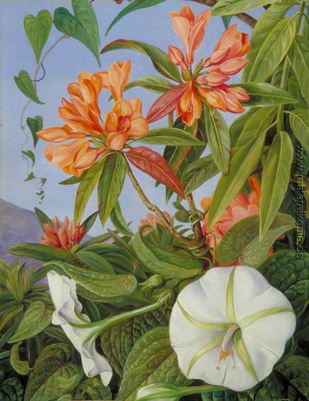 A Javan Rhododendron und Ipomoea