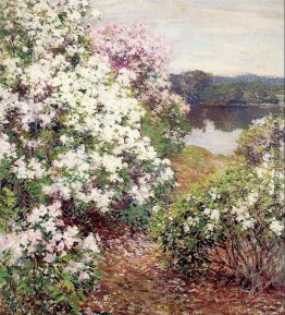Mountain Laurel Mountain Laurel