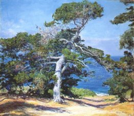 Ein Carmel Pine Ein Carmel Pine