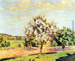 Pommiers en fleurs Pommiers en fleurs