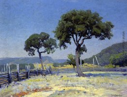 Live-Eichen auf Williams-Ranch, Bandera County Live-Eichen auf Williams-Ranch, Bandera County