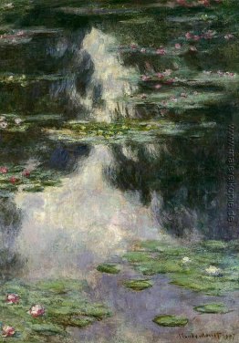 Wasserlilien Wasserlilien