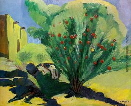 Granatapfel Granatapfel