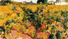 Studium der Vineyard Studium der Vineyard