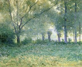Morgen-Nebel (auch als Spätfrühling bekannt) Morgen-Nebel (auch als Spätfrühling bekannt)