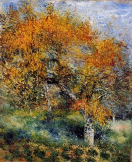 Das Pear Tree Das Pear Tree