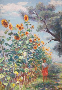 Die Sonnenblume ist gewachsen Die Sonnenblume ist gewachsen