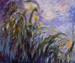 Gelbe Iris Gelbe Iris