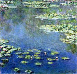 Wasserlilien Wasserlilien