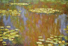 Wasserlilien Wasserlilien