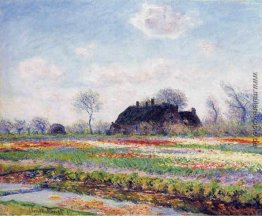 Tulpenfelder in Sassenheim, in der Nähe von Leiden Tulpenfelder in Sassenheim, in der Nähe von Leiden