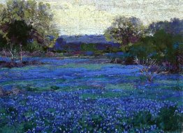 Bluebonnets auf einem grauen Tag Bluebonnets auf einem grauen Tag