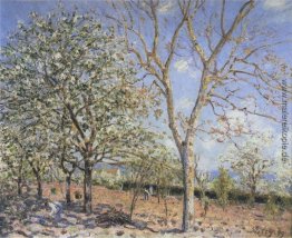 Bäume in der Blüte Bäume in der Blüte