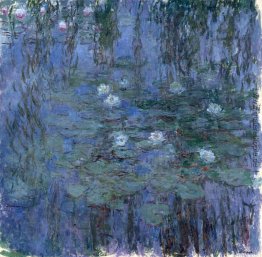 Wasserlilien Wasserlilien