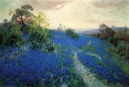 Bluebonnet-Feld Bluebonnet-Feld