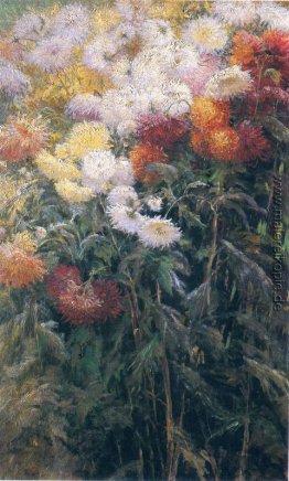 Klumpen von Chrysanthemen, Garten in Petit Gennevilliers Klumpen von Chrysanthemen, Garten in Petit Gennevilliers