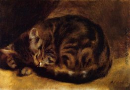 Schlafende Katze Schlafende Katze