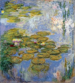 Wasserlilien Wasserlilien