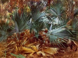 Palmettos Palmettos