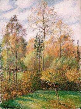 Herbst, Pappeln Herbst, Pappeln