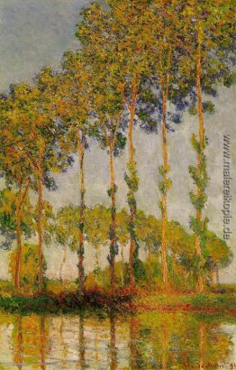 Pappeln, Reihe im Herbst Pappeln, Reihe im Herbst