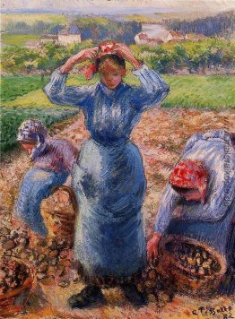 Bauern Harvesting Potatoes Bauern Harvesting Potatoes