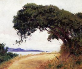 Point Lobos, Eiche Point Lobos, Eiche
