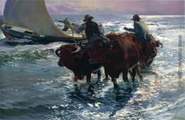 Bulls im Meer Bulls im Meer