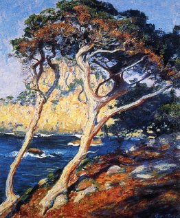 Point Lobos Bäume Point Lobos Bäume