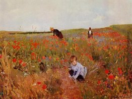 Rote Mohnblumen Rote Mohnblumen