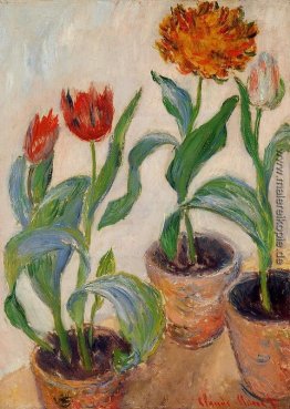 Drei Töpfe der Tulpen Drei Töpfe der Tulpen
