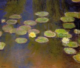 Wasserlilien Wasserlilien