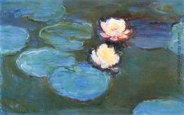 Wasserlilien Wasserlilien