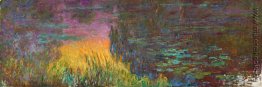 Wasserlilien Wasserlilien