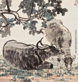 Buffaloes Buffaloes