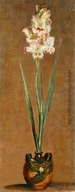 Gladiole Gladiole