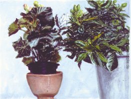 Begonien und Gardenias Begonien und Gardenias