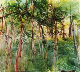 Bäume in Bois de Boulogne Bäume in Bois de Boulogne