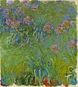 Agapanthus-Blumen Agapanthus-Blumen