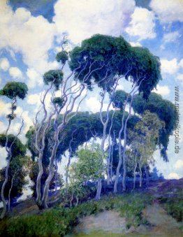 Laguna Eucalyptus Laguna Eucalyptus