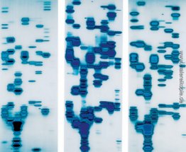 Glenn, Dario und Tyrone (von The Garden of Delights) Glenn, Dario und Tyrone (von The Garden of Delights)