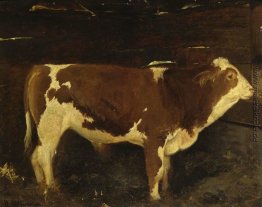 Stier Stier